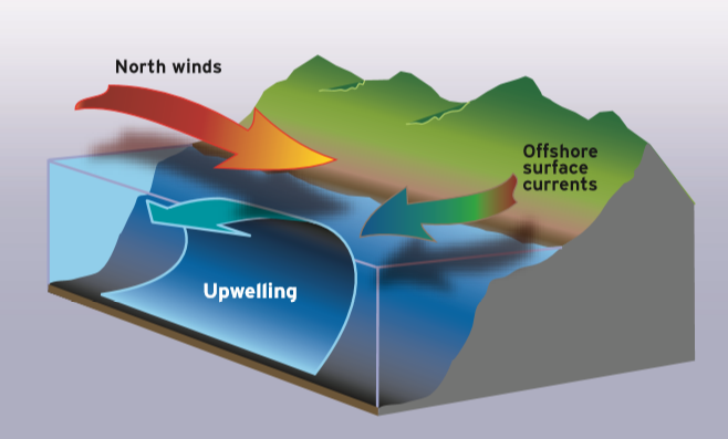 Types of Ocean Circulation